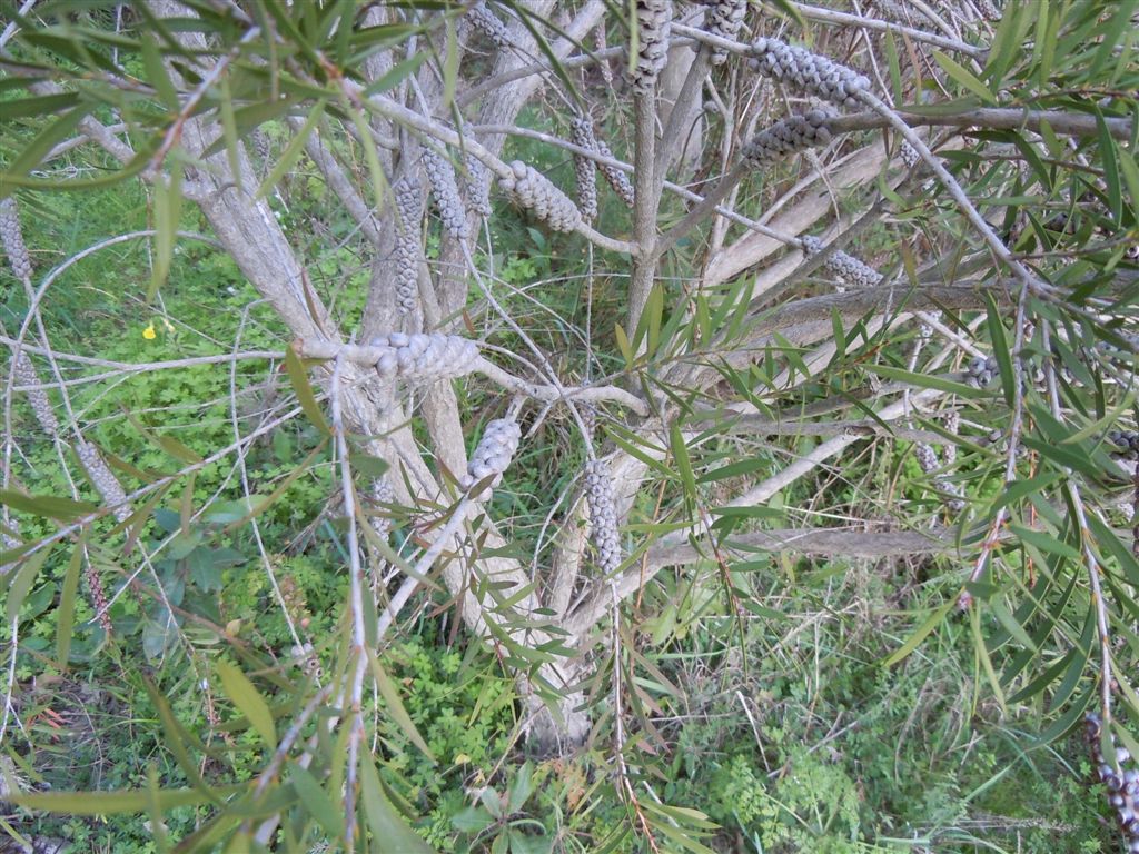 Pianta da Posillipo8 - Callistemon sp.